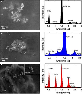 Synthesis of gold nanoparticles coated with glucose oxidase using PVP as passive adsorption linkage